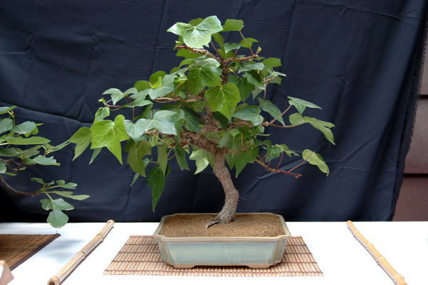 English Ivy Bonsai